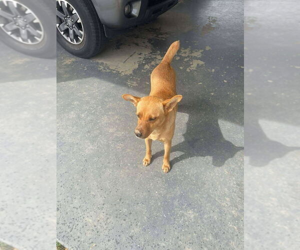 Medium Photo #3 Cairn Terrier-Feist Terrier Mix Puppy For Sale in Aurora, IN, USA