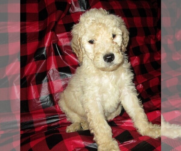 Medium Photo #9 Aussie-Poo-Aussiedoodle Mix Puppy For Sale in LINCOLN, AL, USA