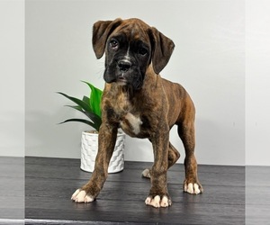 Boxer Puppy for sale in FRANKLIN, IN, USA