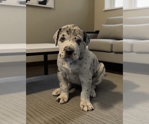 Great Dane Puppy for sale in POMEROY, OH, USA