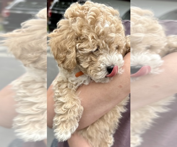 Medium Photo #2 ShihPoo Puppy For Sale in SALEM, OR, USA
