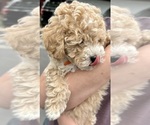 Small #1 ShihPoo