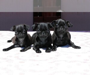 Pug Puppy for sale in LAKESIDE, CA, USA