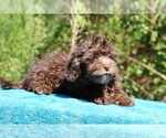Small #23 ShihPoo