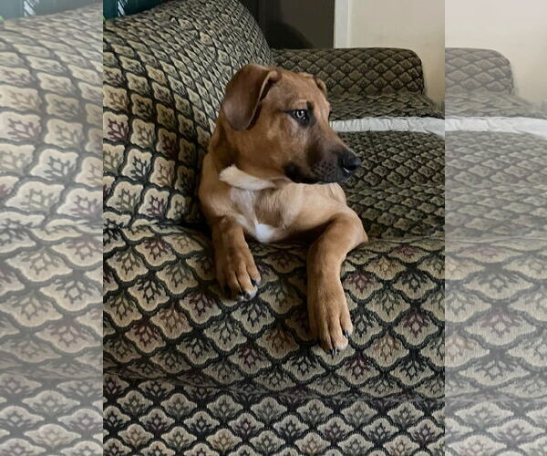 Medium Photo #10 Mutt Puppy For Sale in Germantown, OH, USA