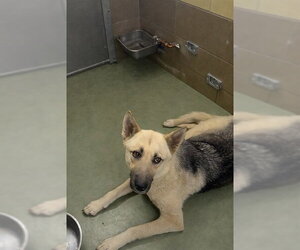German Shepherd Dog-Unknown Mix Dogs for adoption in Riverside, CA, USA