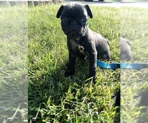 Pug Puppy for sale in FORT WAYNE, IN, USA