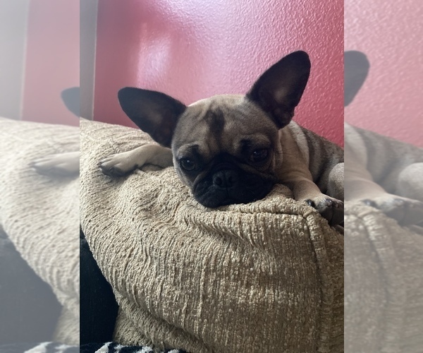 Medium Photo #17 Frenchie Pug Puppy For Sale in FILLMORE, CA, USA