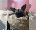 Small Photo #17 Frenchie Pug Puppy For Sale in FILLMORE, CA, USA