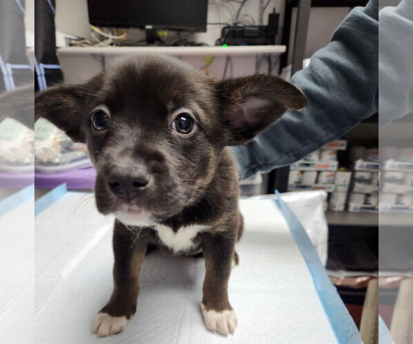 Medium Photo #5 American Pit Bull Terrier-Unknown Mix Puppy For Sale in Fargo, ND, USA