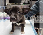 Small #4 American Pit Bull Terrier Mix
