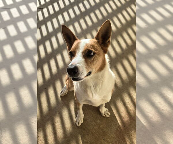 Medium Photo #4 Australian Kelpie-Basenji Mix Puppy For Sale in Houston, TX, USA