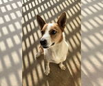 Small #3 Australian Kelpie-Basenji Mix