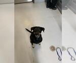 Small Labrador Retriever