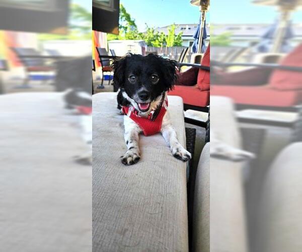 Medium Photo #2 Dachshund-Spaniel Mix Puppy For Sale in Oakley, CA, USA