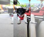 Small #1 Dachshund-Spaniel Mix