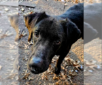 Small #9 Labrador Retriever