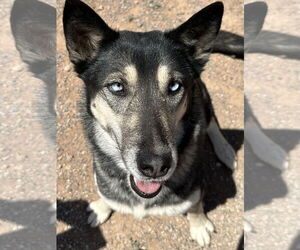 German Shepherd Dog-Siberian Husky Mix Dogs for adoption in Cedar Crest, NM, USA