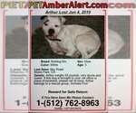 Small Photo #4 Olde Bulldog Puppy For Sale in Austin, TX, USA