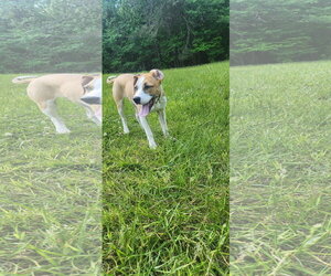 Labrador Retriever-Unknown Mix Dogs for adoption in Ball Ground, GA, USA