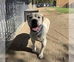 BAYMAX - Male Mastiff-Unknown Mix Dog for Adoption - Small photo
