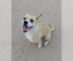 Luna - Female Beagle-Unknown Mix Dog for Adoption - Small photo