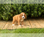 Small #20 Cocker Spaniel