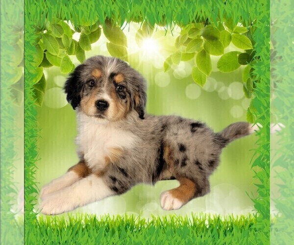 Medium Photo #14 Bernedoodle (Miniature) Puppy For Sale in BLACK FOREST, CO, USA