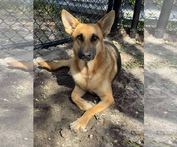 Medium Photo #3 German Shepherd Dog Puppy For Sale in Plantation, FL, USA