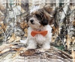Small #4 ShihPoo