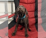 Small #15 German Shorthaired Lab