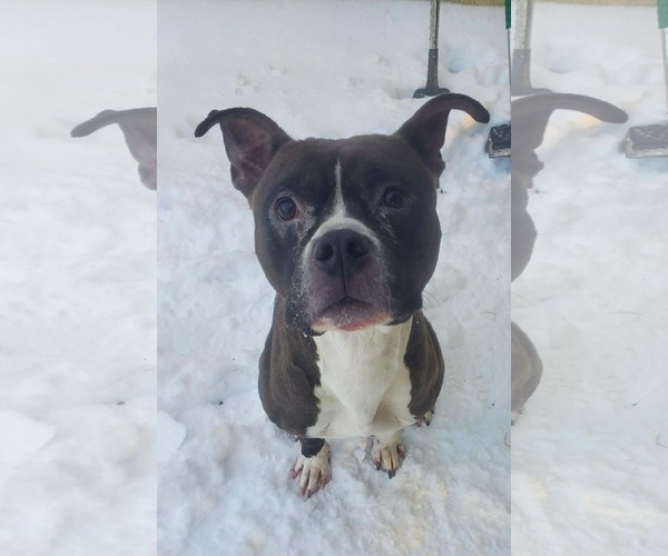 Medium Photo #10 American Pit Bull Terrier-Unknown Mix Puppy For Sale in Westwood, NJ, USA