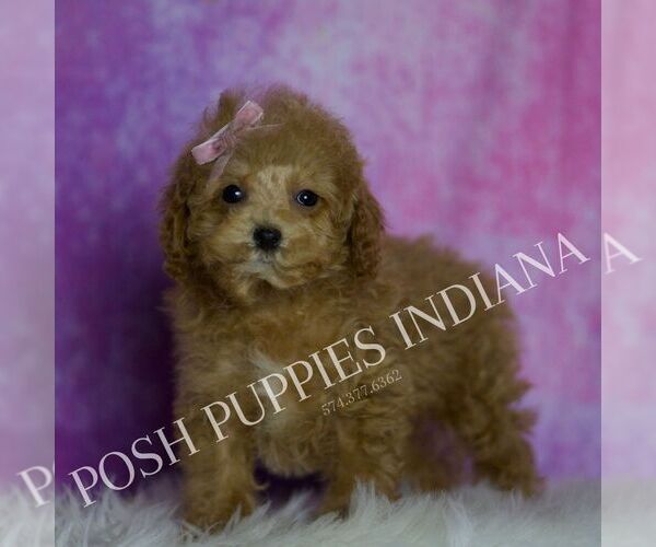Medium Photo #51 Maltipoo (Miniature) Puppy For Sale in WARSAW, IN, USA