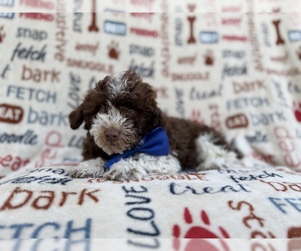 Medium Photo #4 Havapoo Puppy For Sale in LAKELAND, FL, USA