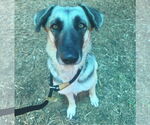 Small #4 Mutt