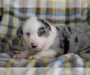 Australian Shepherd Puppy for sale in SHILOH, OH, USA