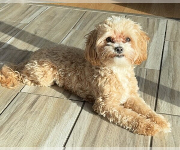 Medium Photo #1 Maltipoo (Miniature) Puppy For Sale in Mundelein, IL, USA