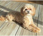 Small Maltipoo (Miniature)