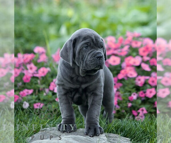 Medium Photo #3 Cane Corso Puppy For Sale in LANCASTER, PA, USA