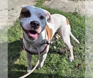 American Pit Bull Terrier-Unknown Mix Dogs for adoption in San Antonio, TX, USA