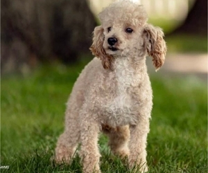 Father of the Goldendoodle-Poodle (Toy) Mix puppies born on 03/02/2025