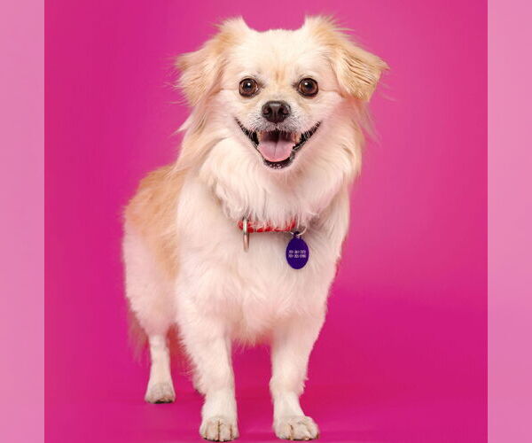 Medium Photo #2 Pekingese-Unknown Mix Puppy For Sale in Fargo, ND, USA
