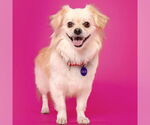 Small #1 Pekingese Mix