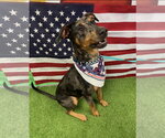 Small #3 Catahoula Leopard Dog-Doberman Pinscher Mix