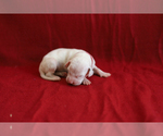 Small Photo #7 Dalmatian Puppy For Sale in KATY, TX, USA