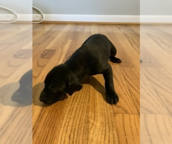 Medium Photo #2 German Shorthaired Pointer Puppy For Sale in NORRISVILLE, MD, USA