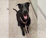 INDIE - Female Labrador Retriever-Unknown Mix Dog for Adoption - Small photo