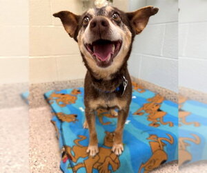 ShiChi Dogs for adoption in Brighton, CO, USA