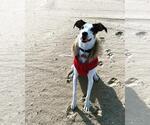 Small #2 Feist Terrier-Treeing Walker Coonhound Mix