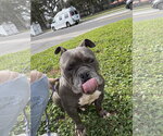 Small #14 Bulldog Mix